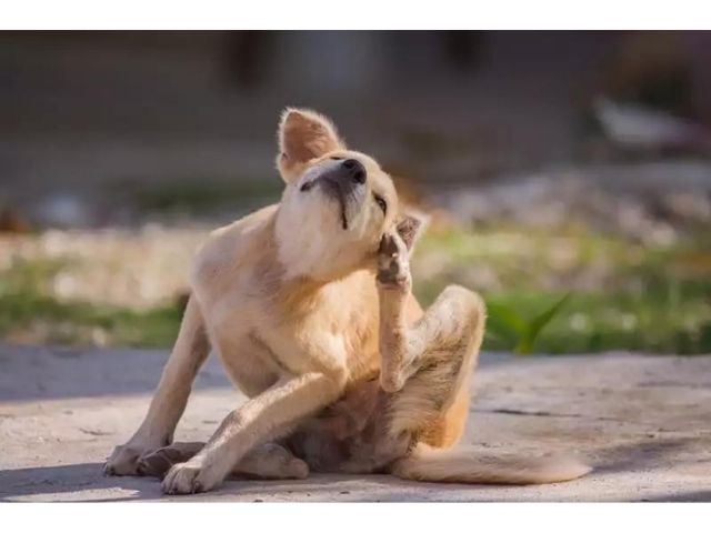 Allergen-Free Delights: Catering to Dogs with Food Sensitivities through Natural Treats