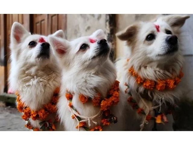 Attitudes To Dog Treats Around The World