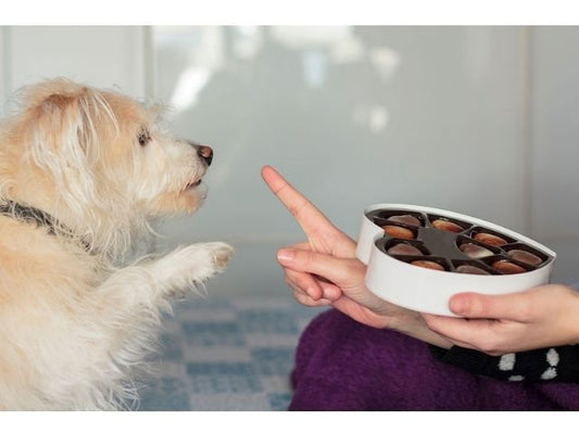 Beware! 11 Hazardous Foods for Dogs
