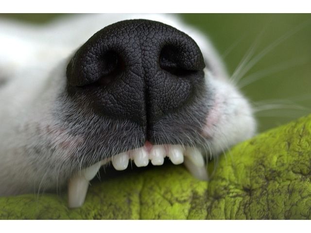 Promoting Dental Health: Natural Treats for Fresh Breath and Stronger Teeth in Dogs