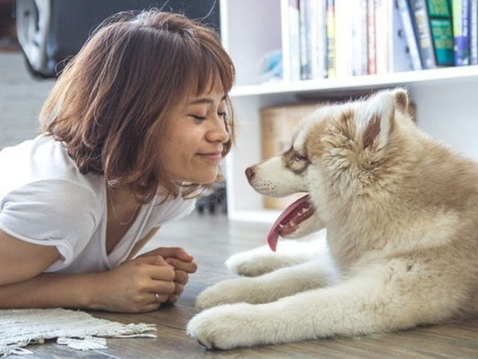 The Role of Dog Treats in Modern Pet Care