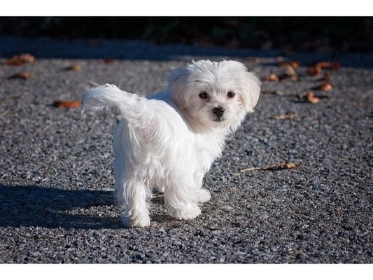 Understanding Dog Anal Gland Problems: Signs and Solutions