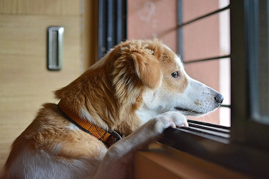 The Mysterious Bond: How Your Dog Smells Time and Knows When You're Coming Home