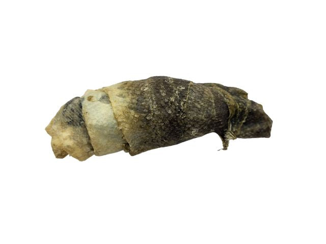 Cod Skin Roll Chew For Dogs