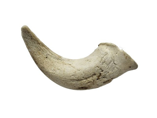 Lamb Horn Marrow Chew For Dogs with Pancreatitis