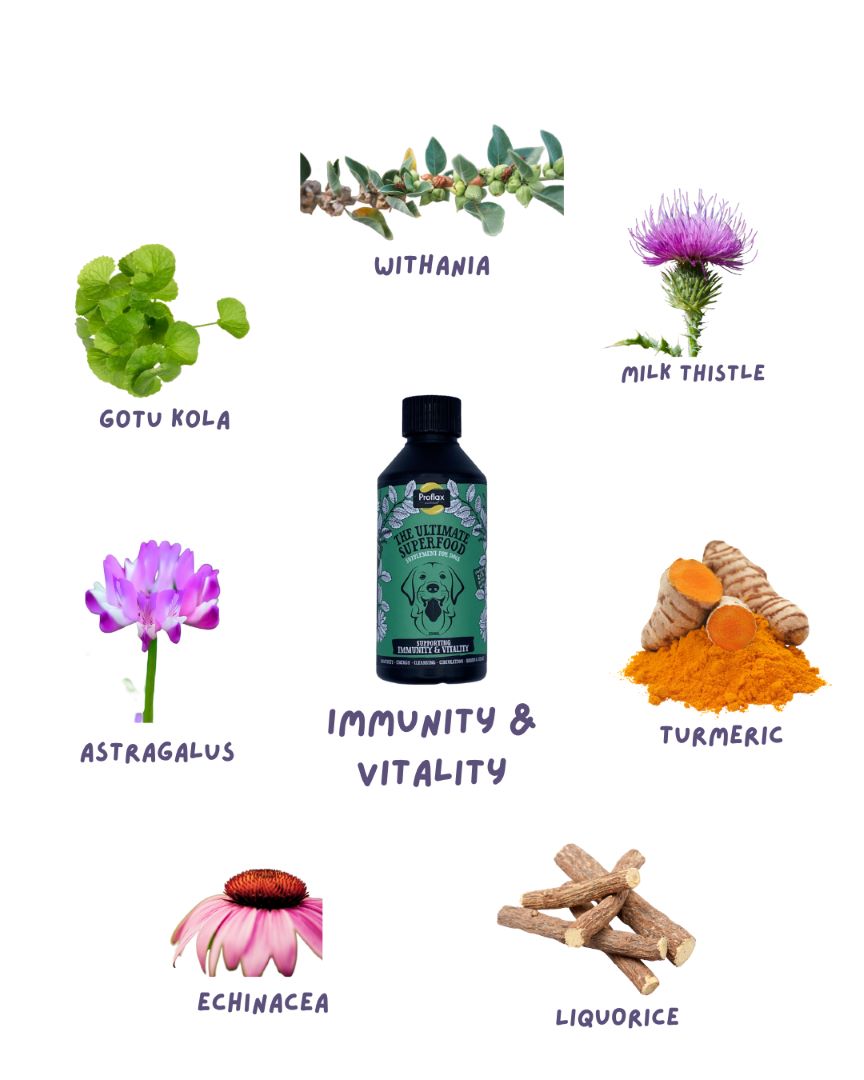 Proflax Immunity and Vitality Supplement For Dogs Ingredients Herbs