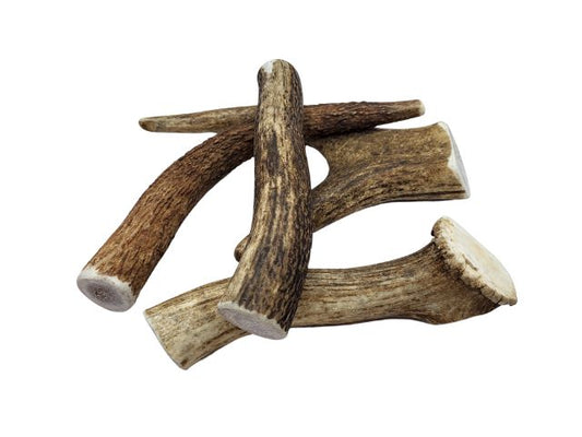 Red Deer Antler Dog Chew